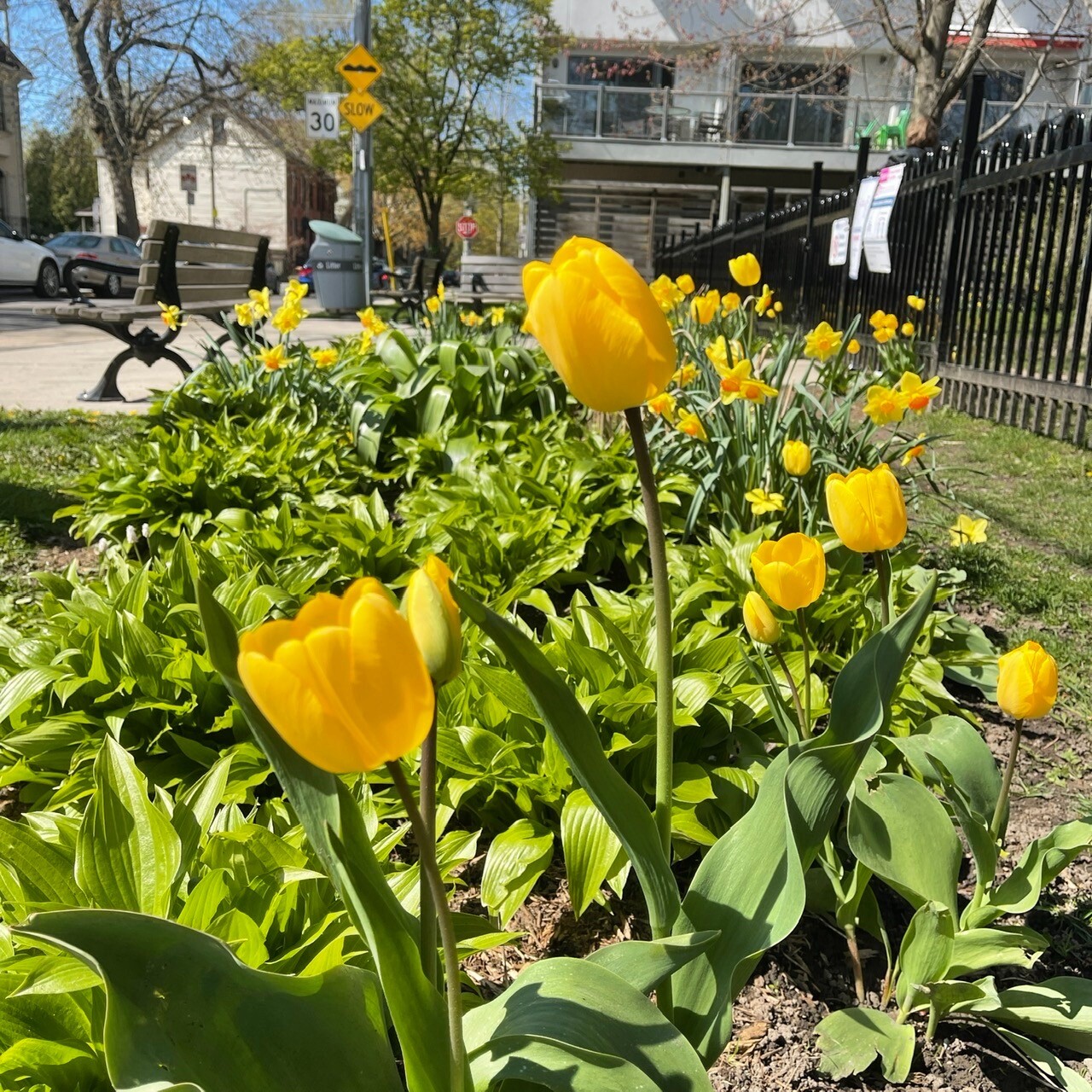 Degrassi Street Park - Tulip