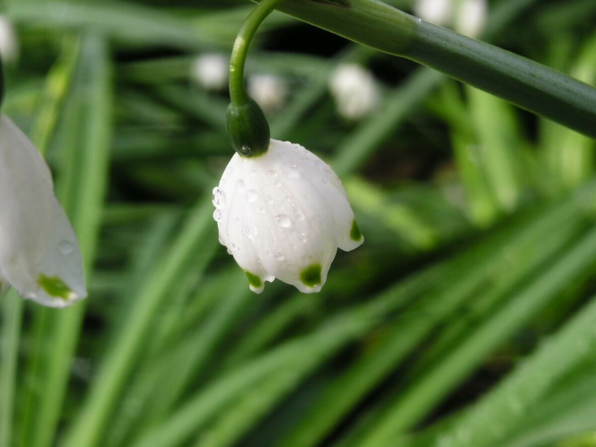 来自武汉中科院植物园的Summer Snowflake，夏雪片莲