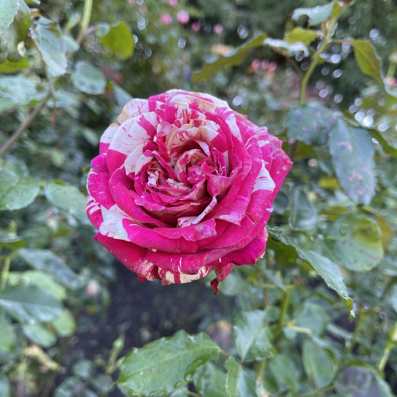 一朵独特的China Rose