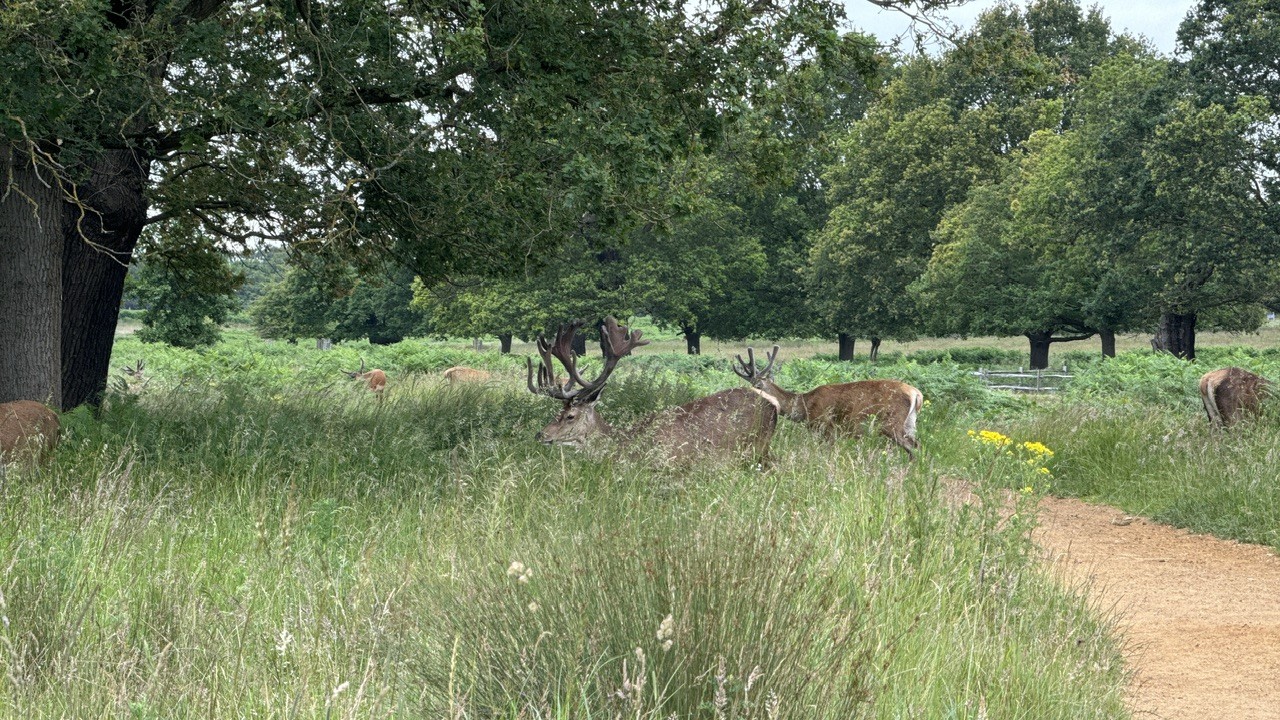 Richmond Park