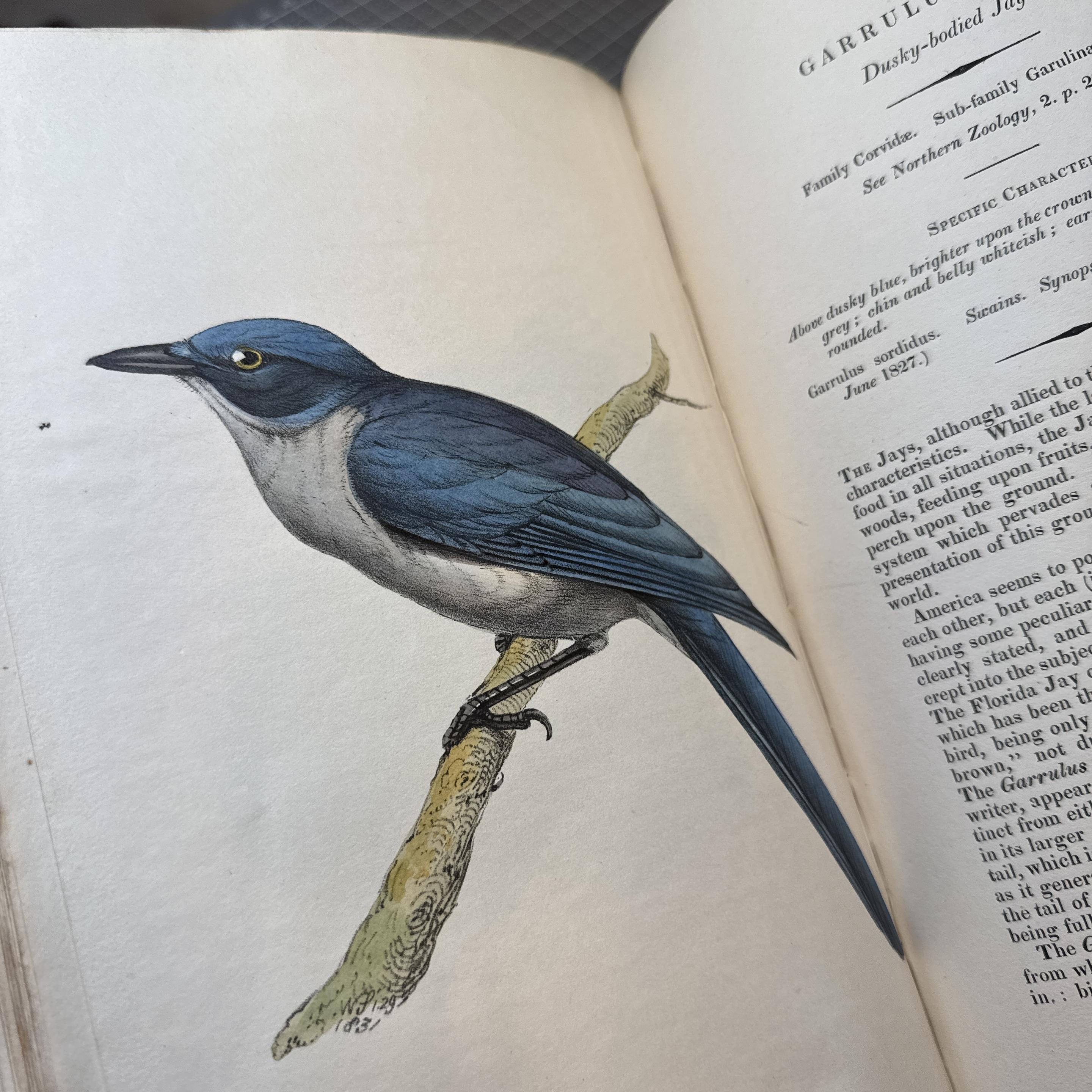 Dusky-bodied Jay